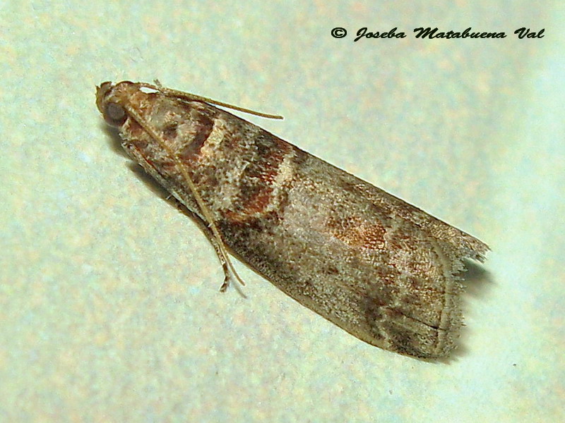 Acrobasis advenella - Pyralidae ? S